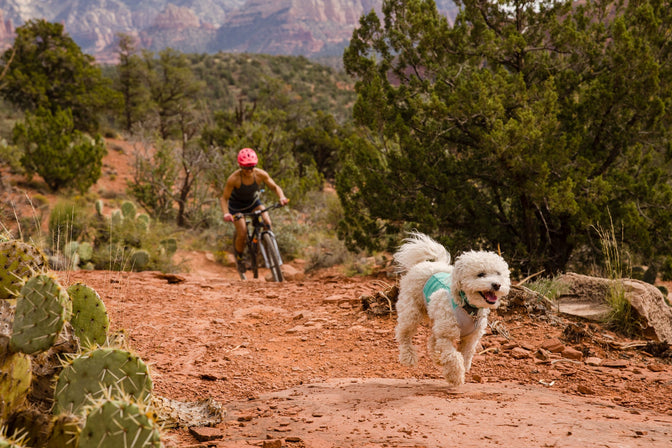 Small white dog in swamp cooler zip runs in front of woman mountain biking through red rock and cactus.