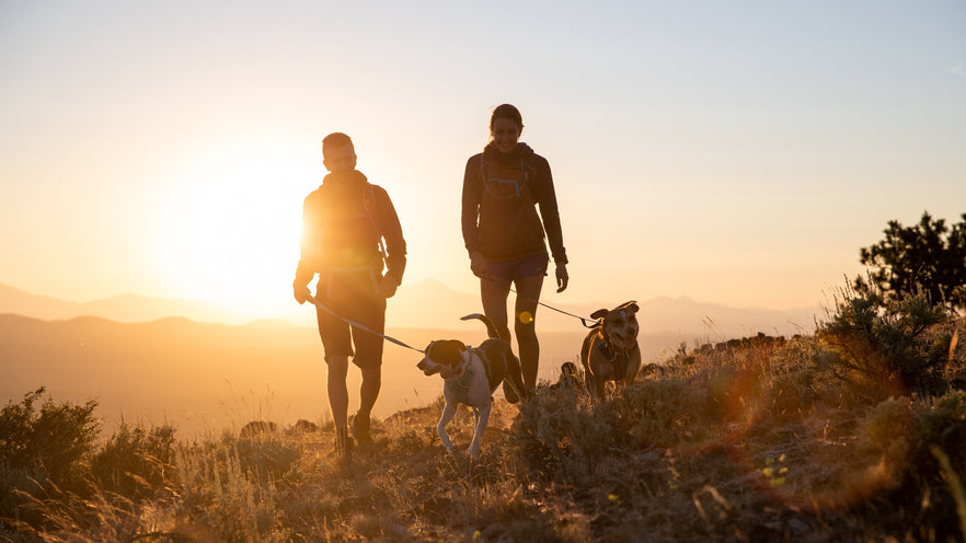 Choosing The Right Dog Harness For Your Next Adventure Ruffwear