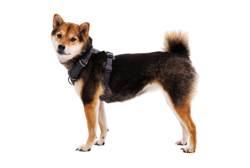 Front leash top dog harness