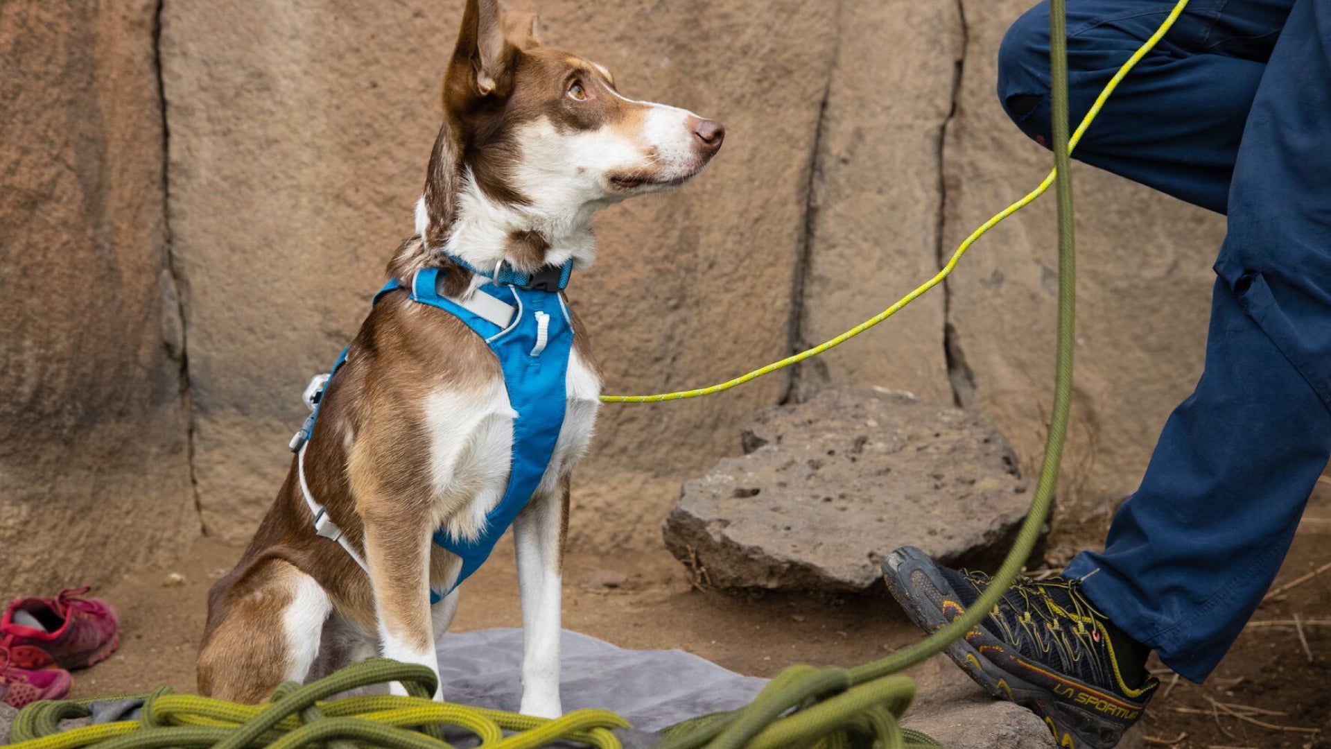 Ruffwear 2025 flagline harness