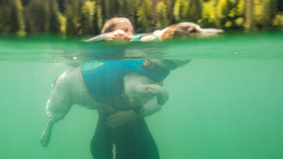 Shot from under water of dog swimming in float coat.