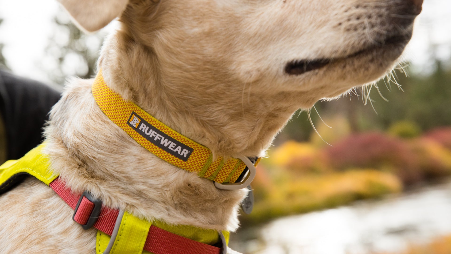 Hi Light Lightweight Dog Collar Ruffwear