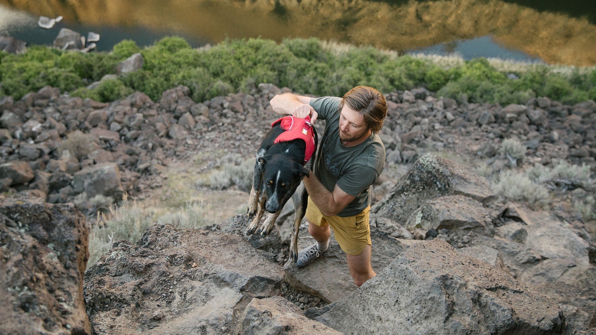 Web Master Dog Harness with Handle Secure Supportive Ruffwear