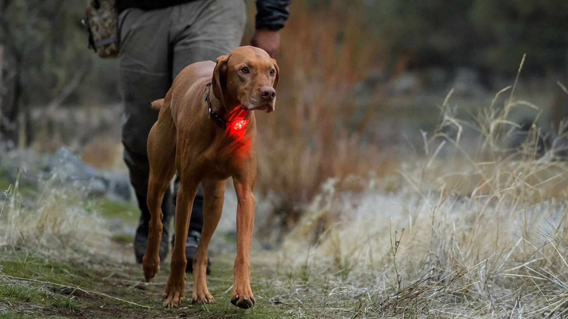 Waterproof sale dog light