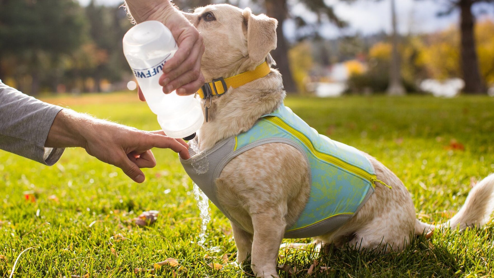 Swamp Cooler Zip™ Dog Cooling Vest | Ruffwear