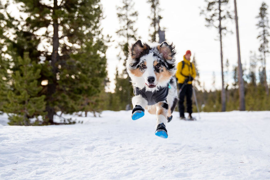 Ruffwear booties for outlet dogs