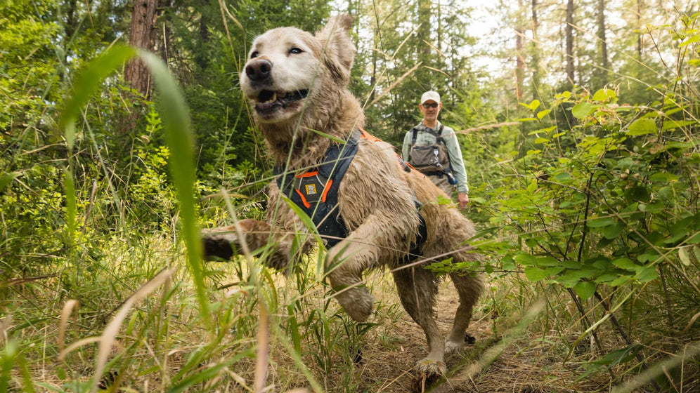 Brush Guard Harness Add On Ruffwear