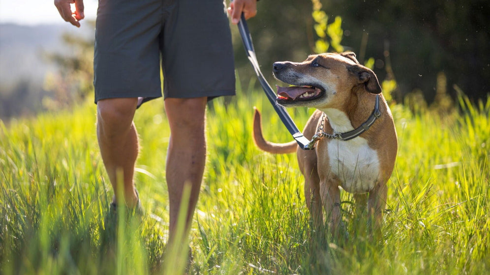 Chain Reaction™ Martingale Dog Collar | Ruffwear