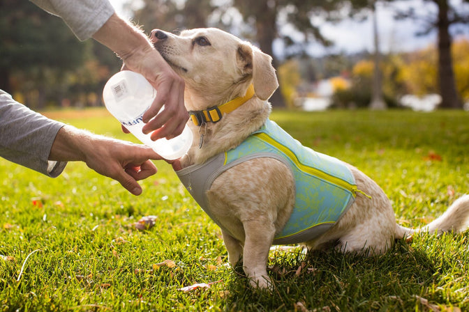 Summer Cooling Gear for Dogs | Evaporative Cooling Jackets | Ruffwear UK