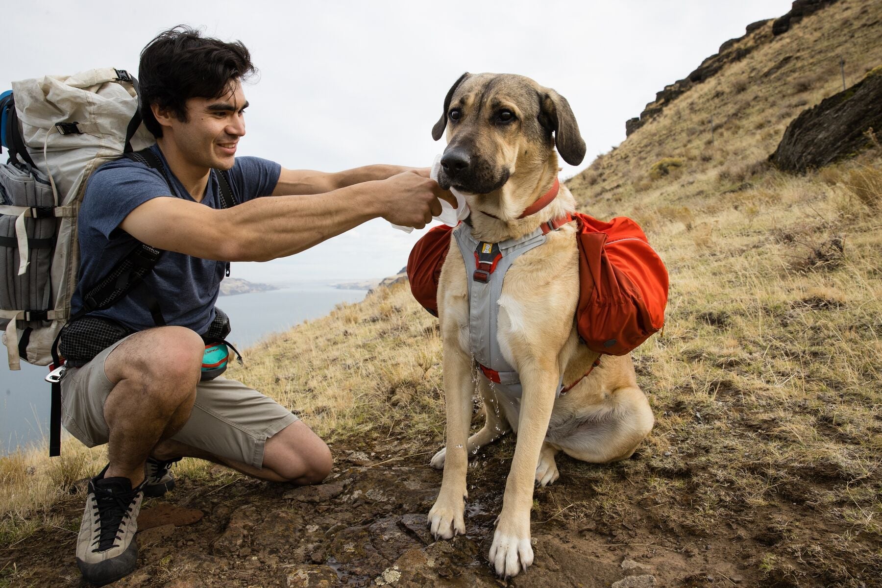 Camping gear on sale for dogs