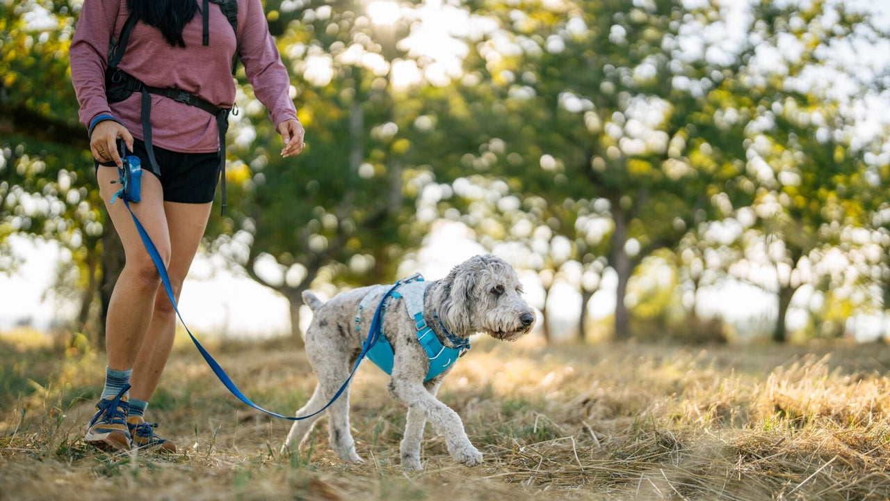 Three Leash Attachment Points