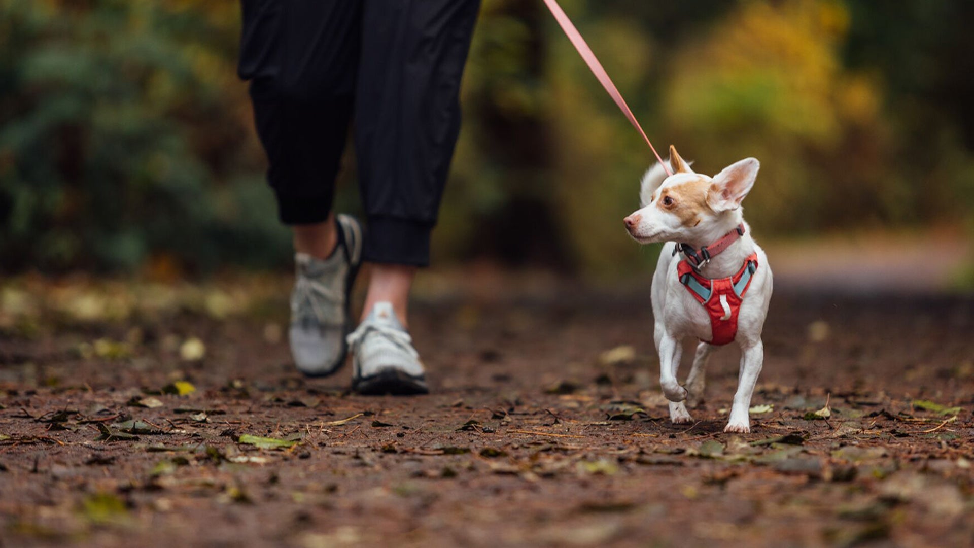 Hi Light Lightweight Dog Collar Ruffwear