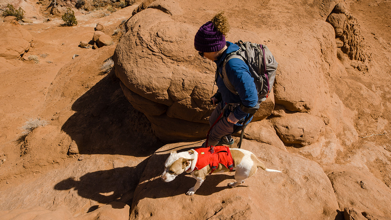 Web Master Dog Harness with Handle Ruffwear