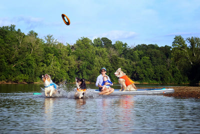 Woman holding baby sits on paddleboard at water's edge throwing toy for three dogs.