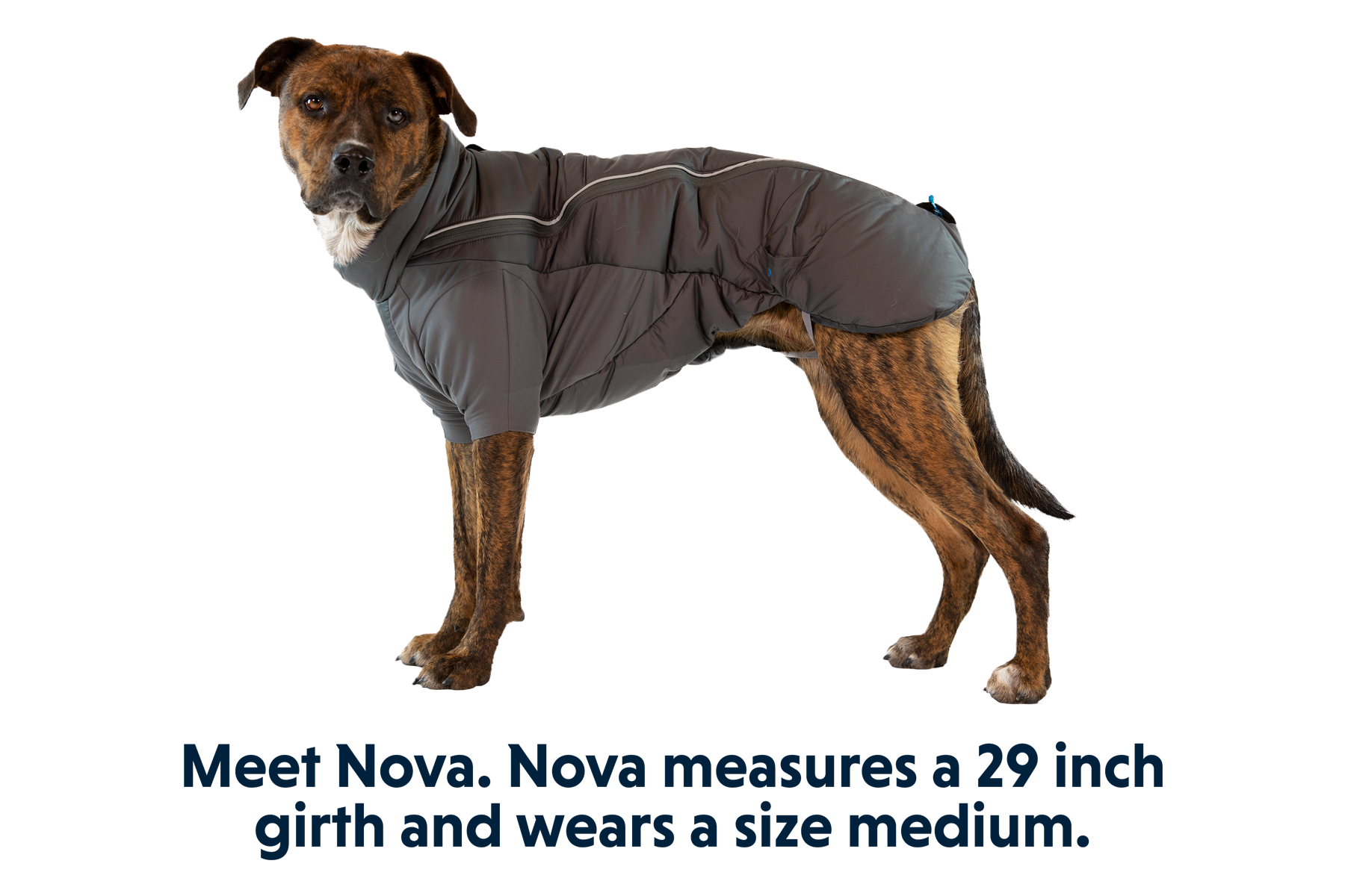 Humane society dog jacket shop