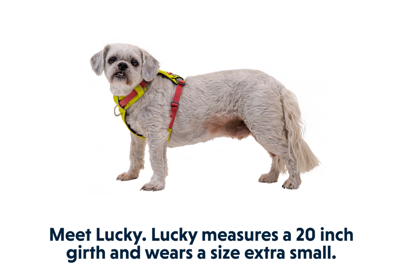 Hi Light Lightweight Dog Harness