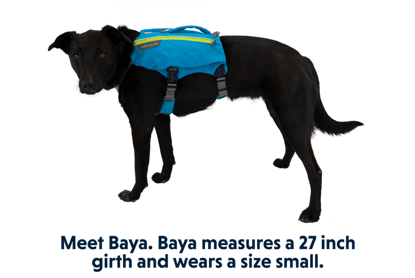 Dog online camelbak water