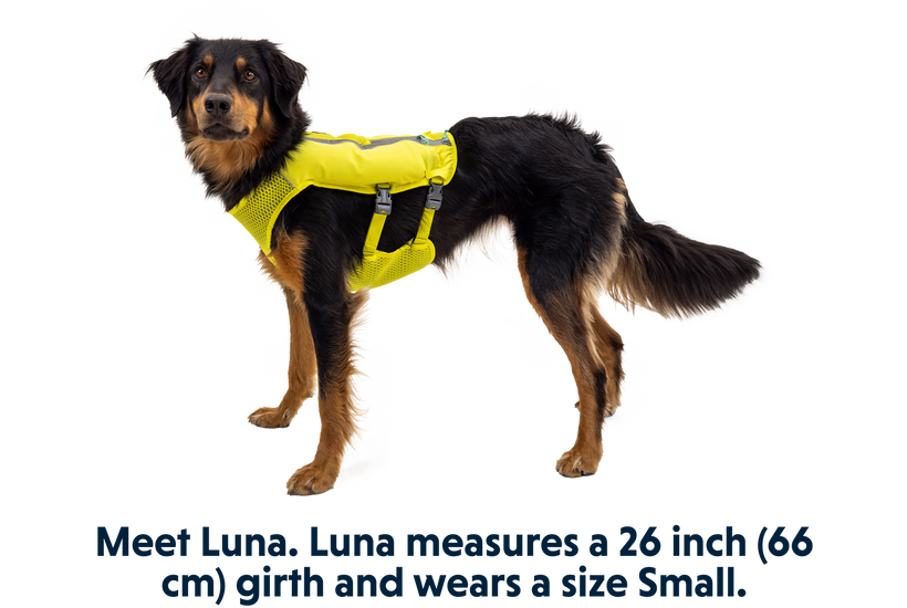 Running with sales a dog harness